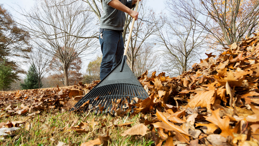 Don’t rake those leaves this fall. Here’s Why.
