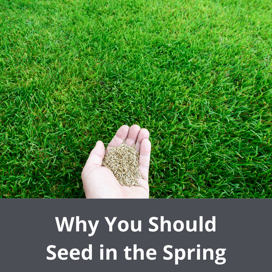 A hand holding seeds over a lush green lawn with text overlay Why You Should Seed in the Spring