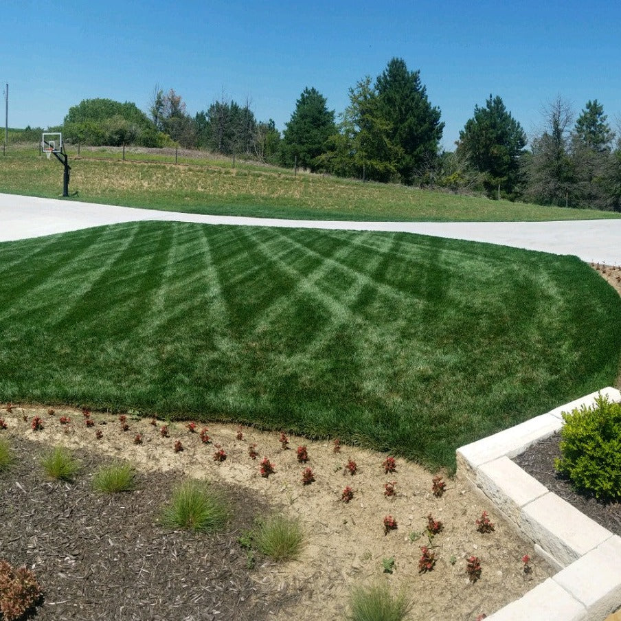 Green lawn with a crisscross pattern, surrounded by a concrete pathway and landscaping plants.