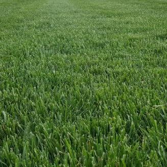 A lush, green lawn with well-maintained grass.