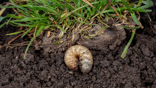 An image of a grub burrowing just below the surface of grass