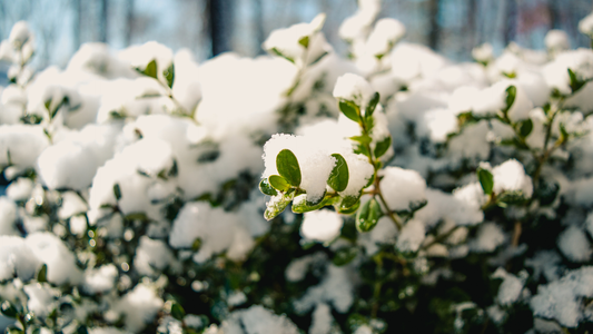 A photo of snow sitting on shrubbery