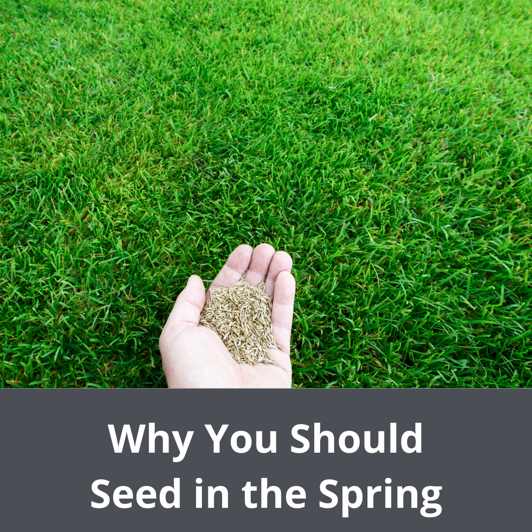 Why You Should Seed Your Lawn in the Spring – Lawnbright