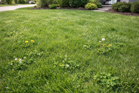 Healthy thick lawn with scattered weeds showing natural weed control approach focuses on grass density over chemical spraying