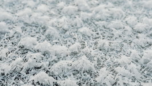 Grass covered in snow and frost.