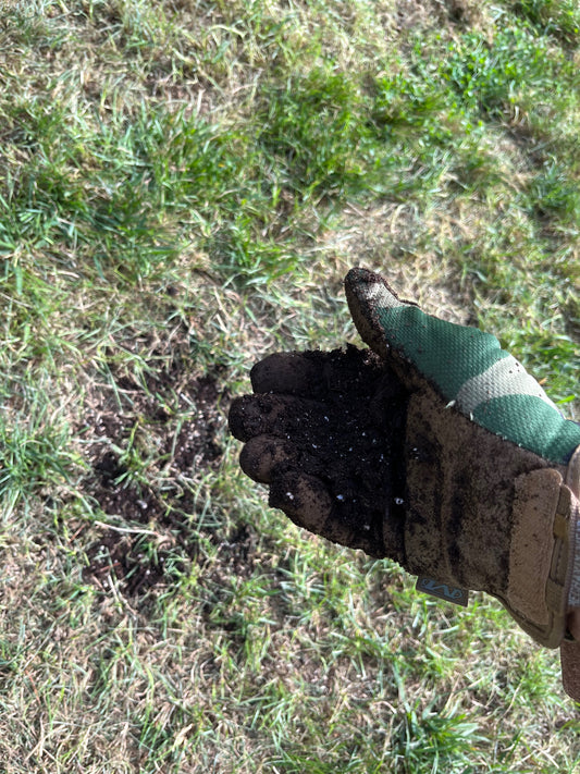 A gloved hand holding soil, with grass in the background.