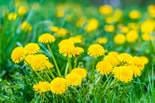 Pre-Emergent Weed Control PSA