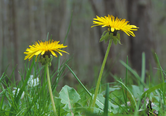 Two dandelions in bloom standing tall in a grassy field with a blurred background.