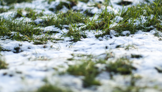 A close-up of grass with patches of snow scattered on the ground.