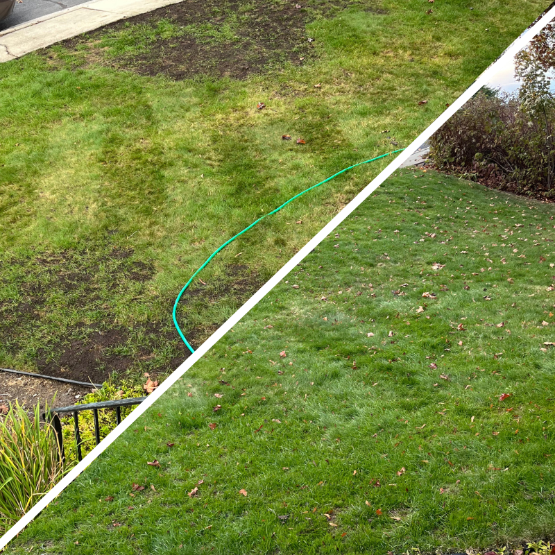 Before and after comparison of a lawn with a green hose on the left, showing a patchy grassy area, and a well-maintained lawn on the right.