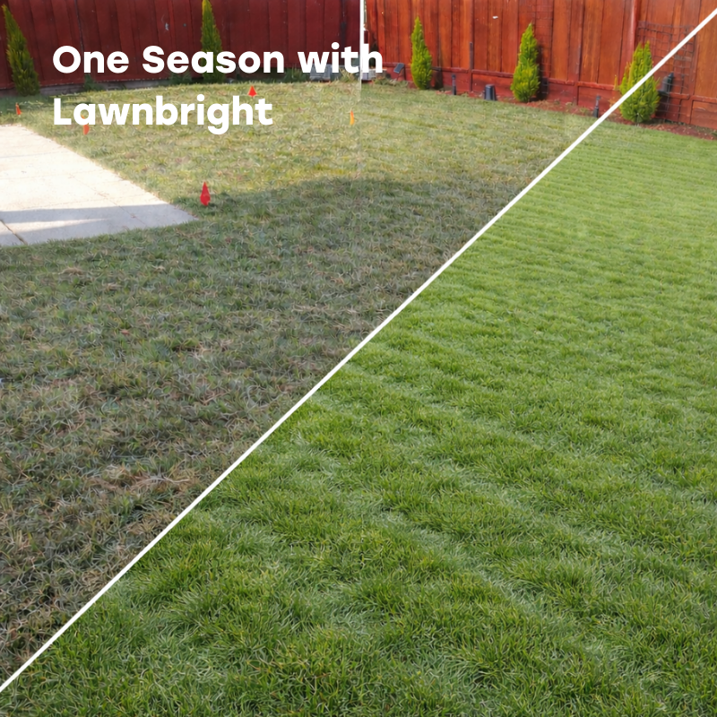 Before and after comparison of a lawn treated with Lawnbright, showing a significantly greener lawn on the right.